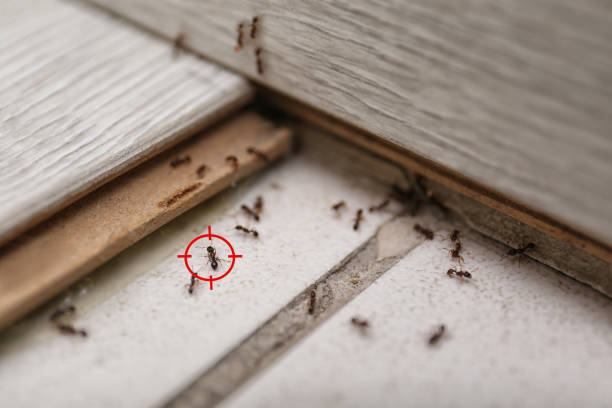 Professional Pest Control in Midway, GA