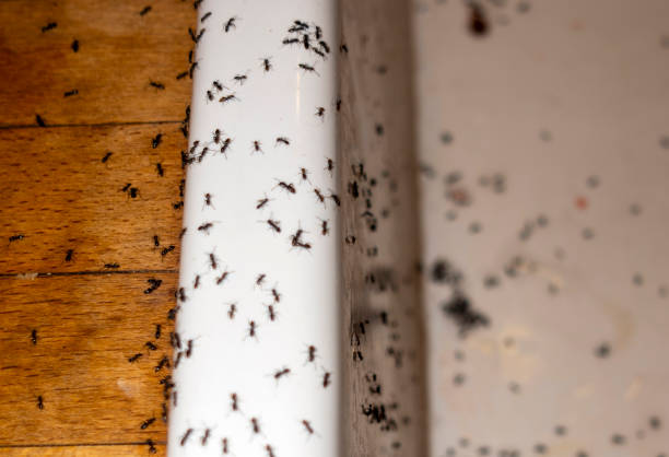 Best Wasp Removal Services  in Midway, GA