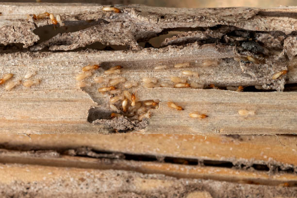 Best Emergency Pest Control  in Midway, GA